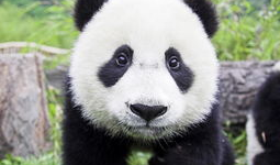 大熊猫视频大全